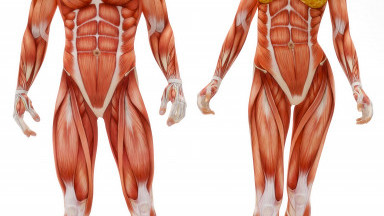 Musculoskeletal